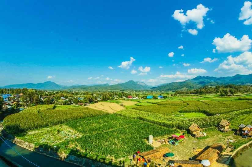 houses near the rice wheat field under the clear blue skies